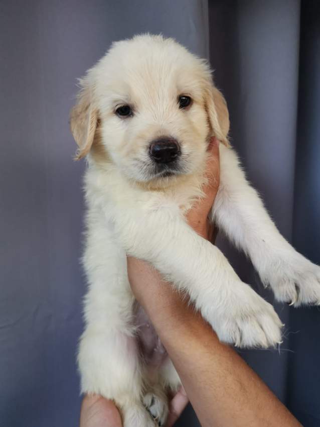 Golden Retriever puppies for sale  - 0 - Dogs  on Aster Vender