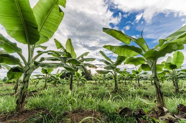 Banana Tree - 0 - Plants and Trees  on Aster Vender