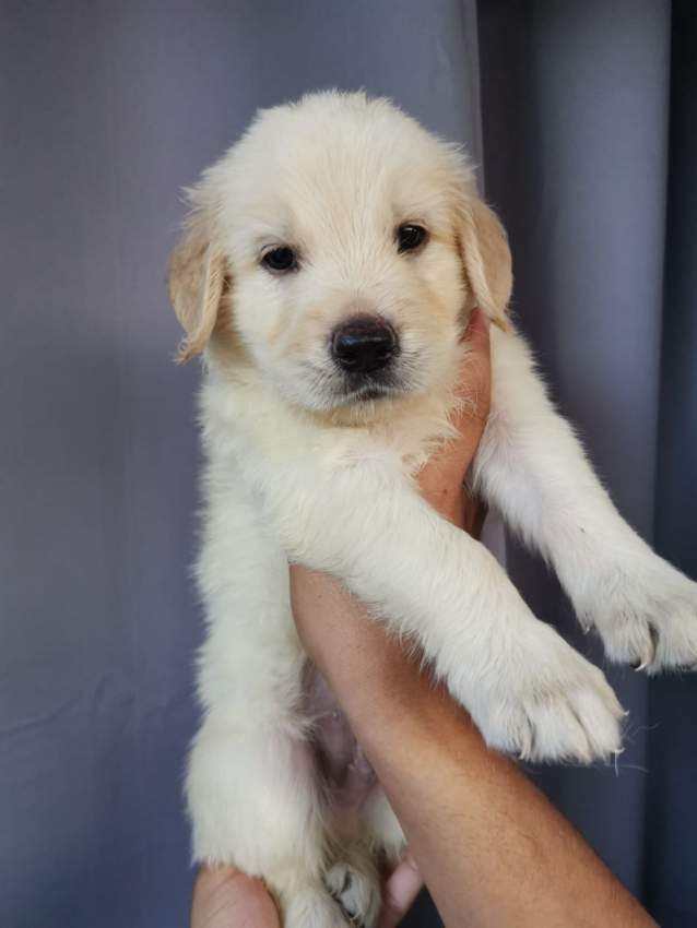 Golden Retriever puppies for sale  - 2 - Dogs  on Aster Vender