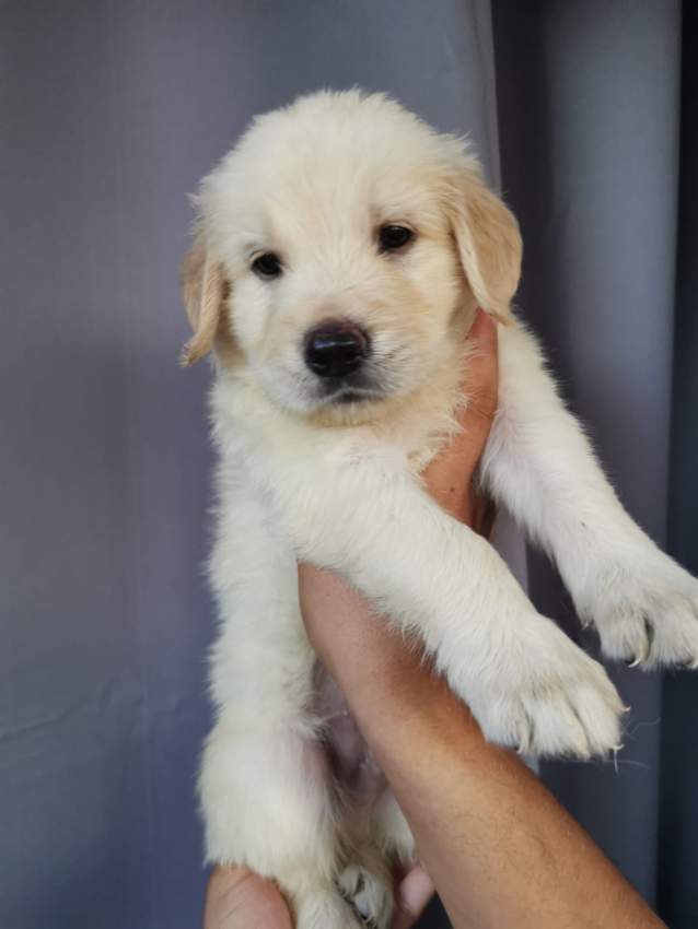 Golden Retriever puppies for sale  - 3 - Dogs  on Aster Vender