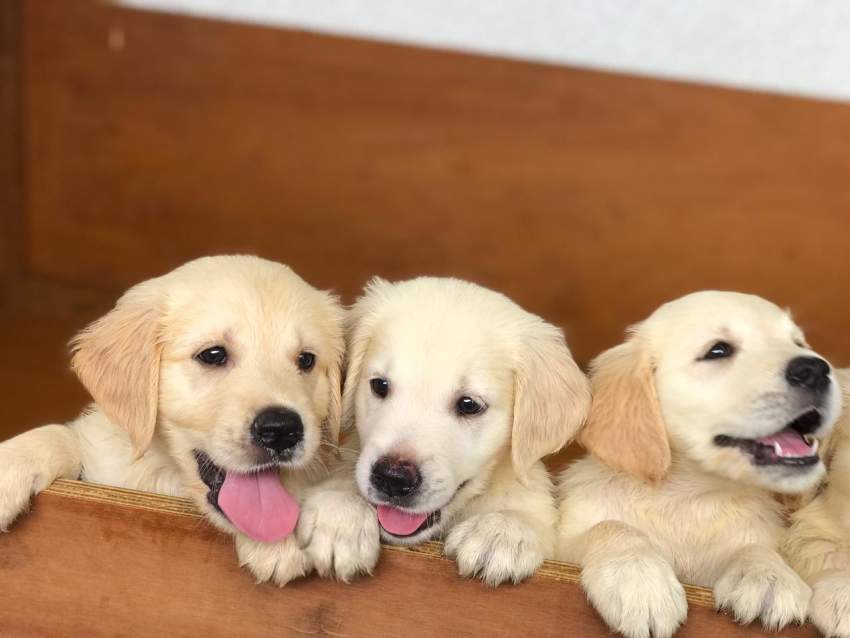 Golden Retriever puppies for sale  - 1 - Dogs  on Aster Vender