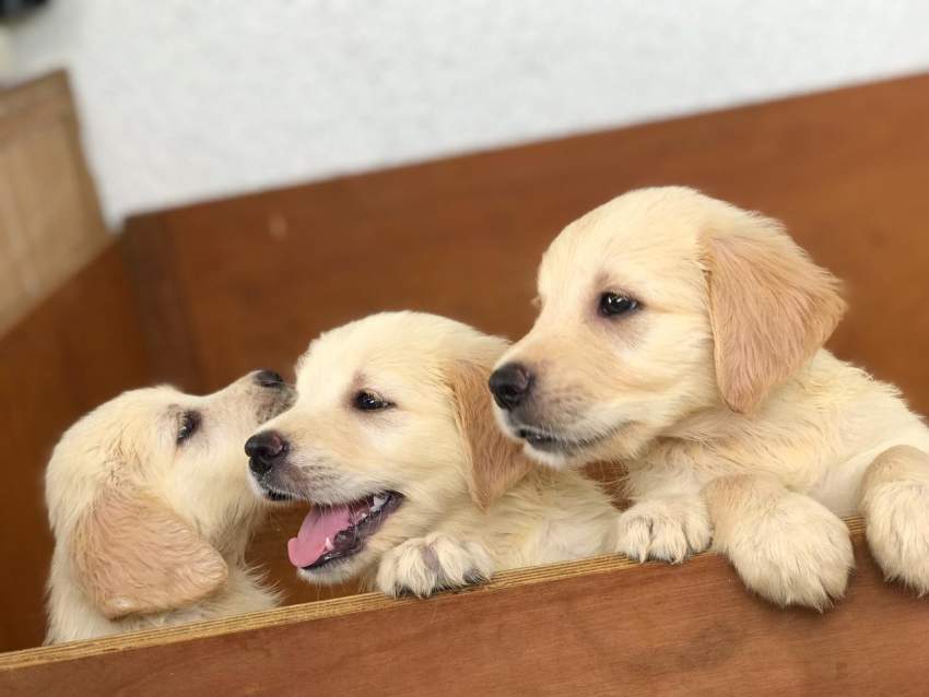 Golden Retriever puppies for sale  - 0 - Dogs  on Aster Vender