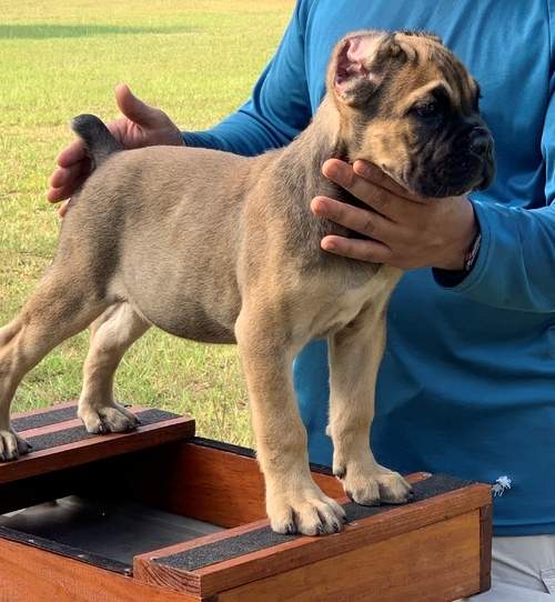 Cane Corso's  - 1 - Dogs  on Aster Vender