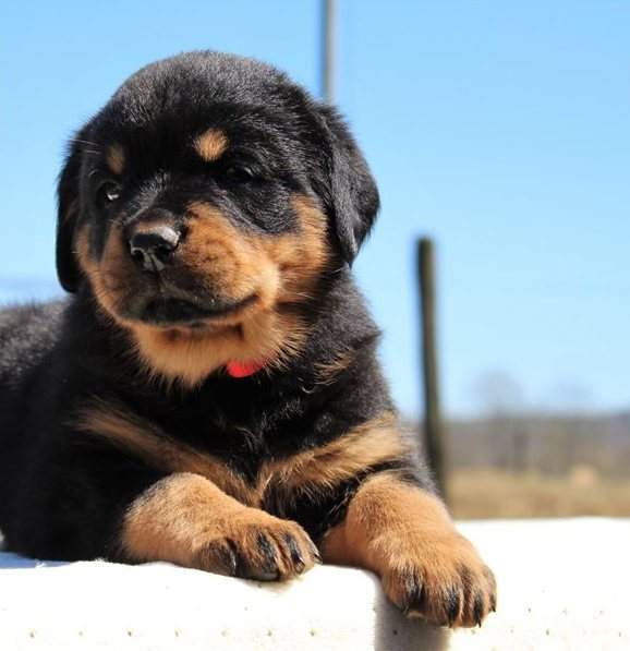 Rottweiler puppies for a new home - Dogs on Aster Vender