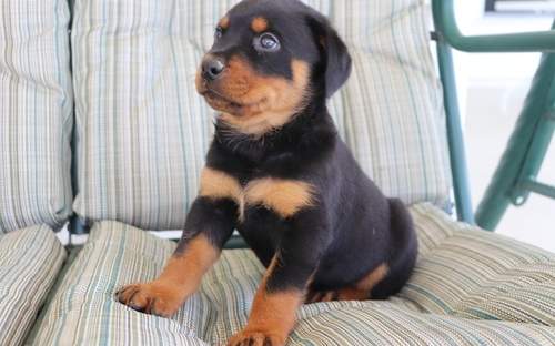 Rottweiler puppies for a new home - 0 - Dogs  on Aster Vender