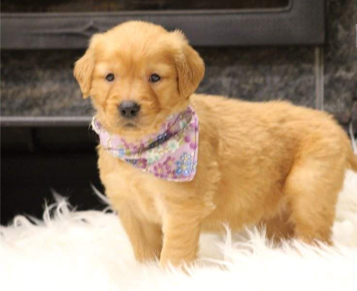 Goldern retriver Puppies for sales - 1 - Dogs  on Aster Vender