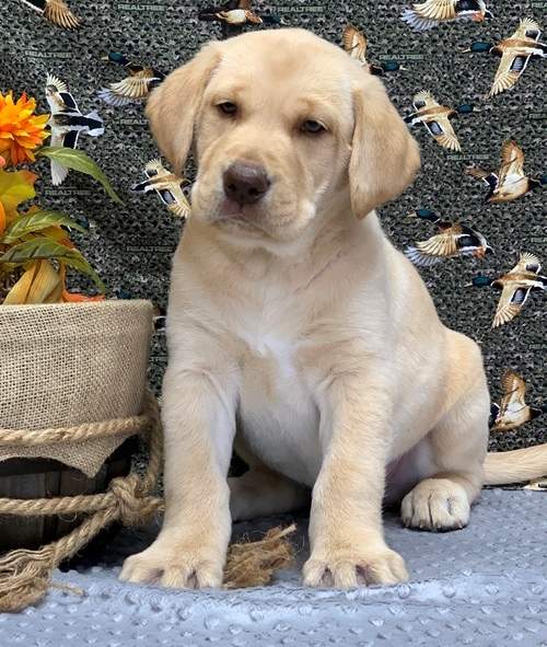 Labrador Retriever Pups  - 2 - Dogs  on Aster Vender
