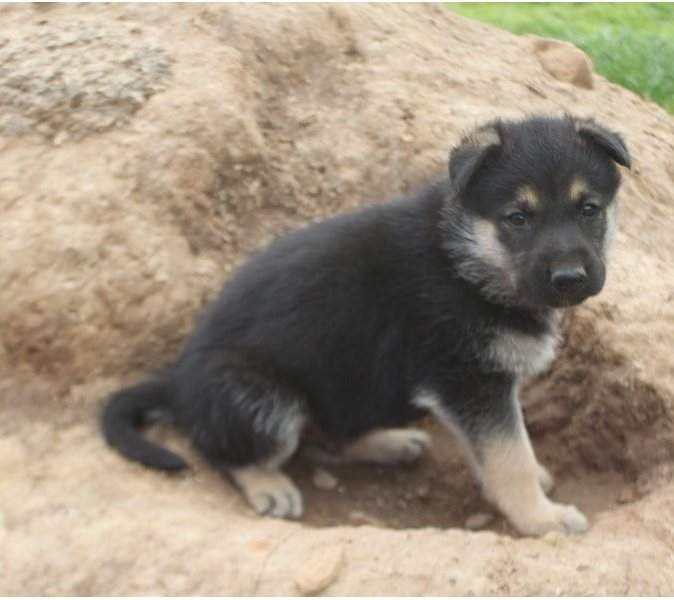 German Shepherd Puppies - 3 - Dogs  on Aster Vender