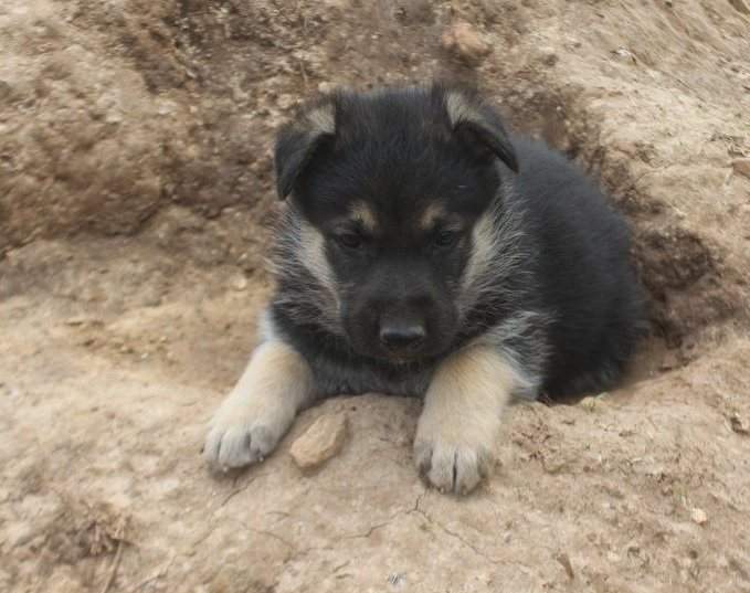 German Shepherd Puppies - 1 - Dogs  on Aster Vender