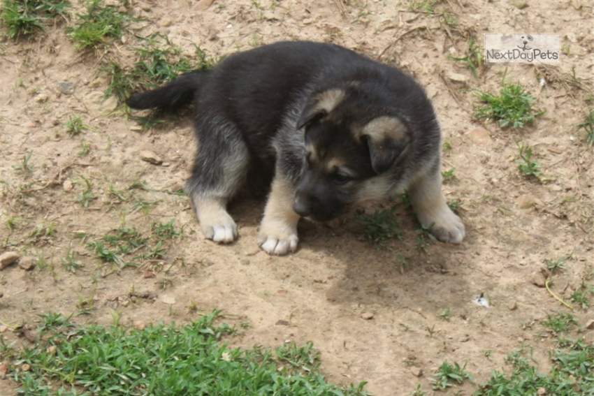 German Shepherd Puppies - 0 - Dogs  on Aster Vender