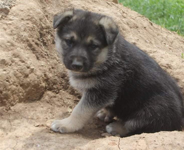 German Shepherd Puppies - 2 - Dogs  on Aster Vender