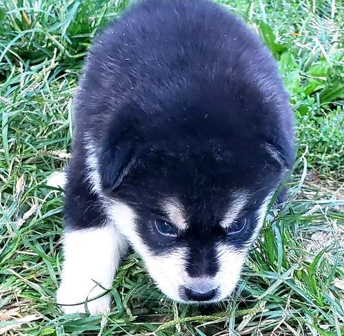 Siberian husky for adoption - 1 - Dogs  on Aster Vender