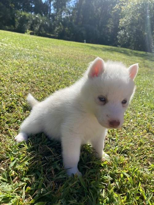 Siberian husky for adoption - 2 - Dogs  on Aster Vender