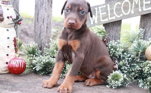 Doberman Puppies - 1 - Dogs  on Aster Vender