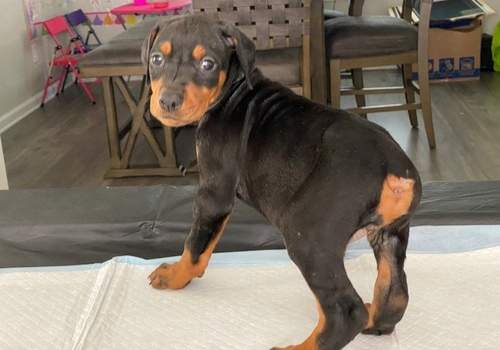 Doberman Puppies - 3 - Dogs  on Aster Vender
