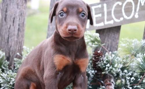 Doberman Puppies - 0 - Dogs  on Aster Vender