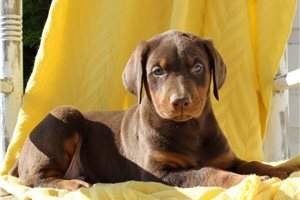 Doberman Puppies - 2 - Dogs  on Aster Vender