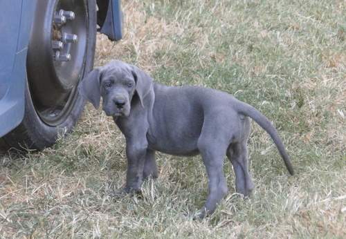 Great Dane Puppies - 3 - Dogs  on Aster Vender