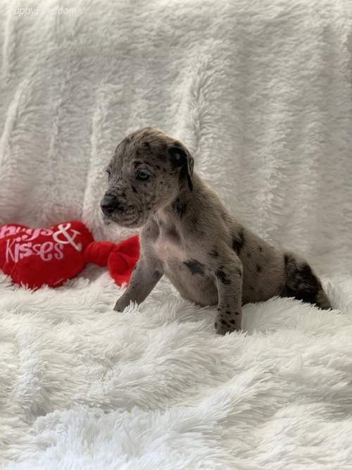 Great Dane Puppies - 4 - Dogs  on Aster Vender
