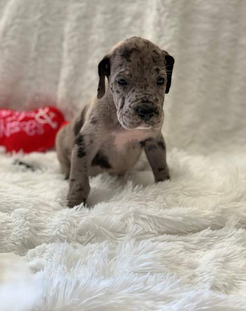 Great Dane Puppies - 1 - Dogs  on Aster Vender