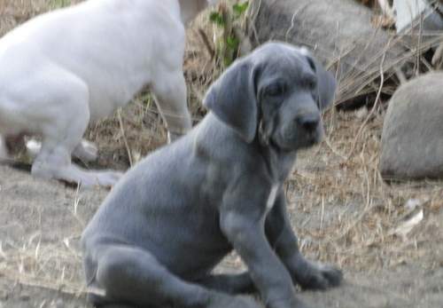 Great Dane Puppies - 2 - Dogs  on Aster Vender