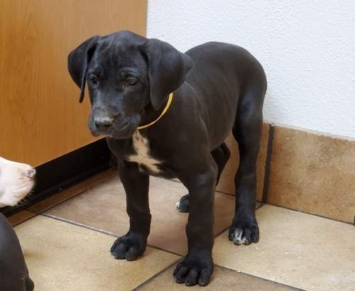 Great Dane Puppies - 0 - Dogs  on Aster Vender