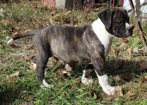 Pitbull Puppies for Sale - 0 - Dogs  on Aster Vender