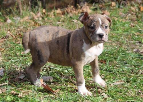 Pitbull Puppies for Sale - 2 - Dogs  on Aster Vender