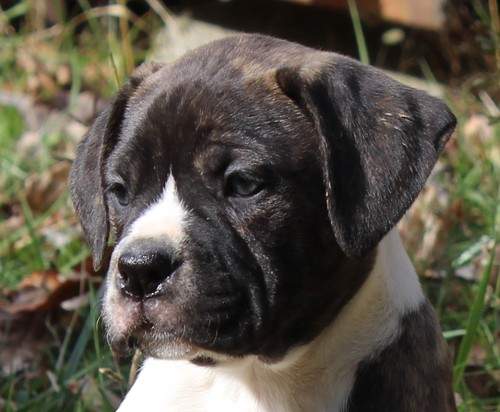 Pitbull Puppies for Sale - 1 - Dogs  on Aster Vender