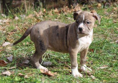 Pitbull Puppies for Sale - 3 - Dogs  on Aster Vender