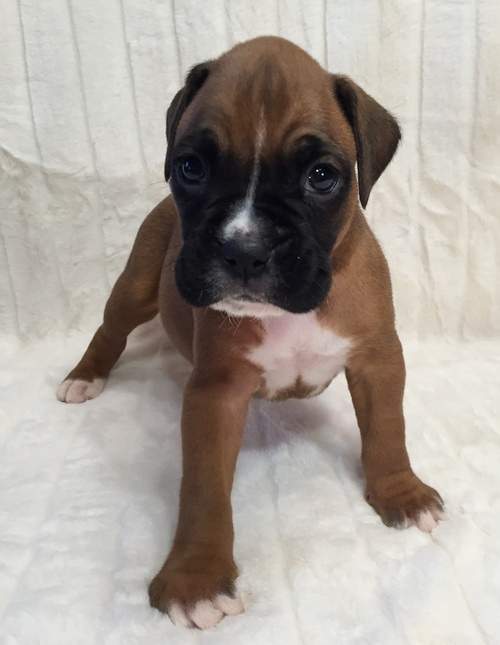 Boxer Puppies Ready Now - 0 - Dogs  on Aster Vender