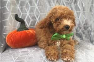 toy Poodle Puppies  - 2 - Dogs  on Aster Vender