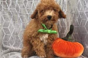 toy Poodle Puppies  - 3 - Dogs  on Aster Vender