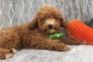 toy Poodle Puppies  - 1 - Dogs  on Aster Vender