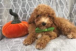 toy Poodle Puppies  - 0 - Dogs  on Aster Vender