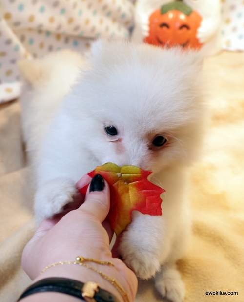 Pomeranian Puppies. - 0 - Dogs  on Aster Vender