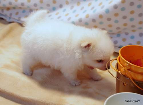 Pomeranian Puppies. - 2 - Dogs  on Aster Vender