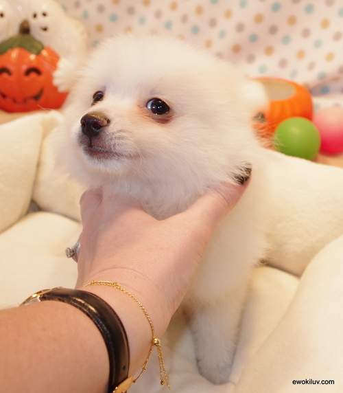 Pomeranian Puppies. - 1 - Dogs  on Aster Vender