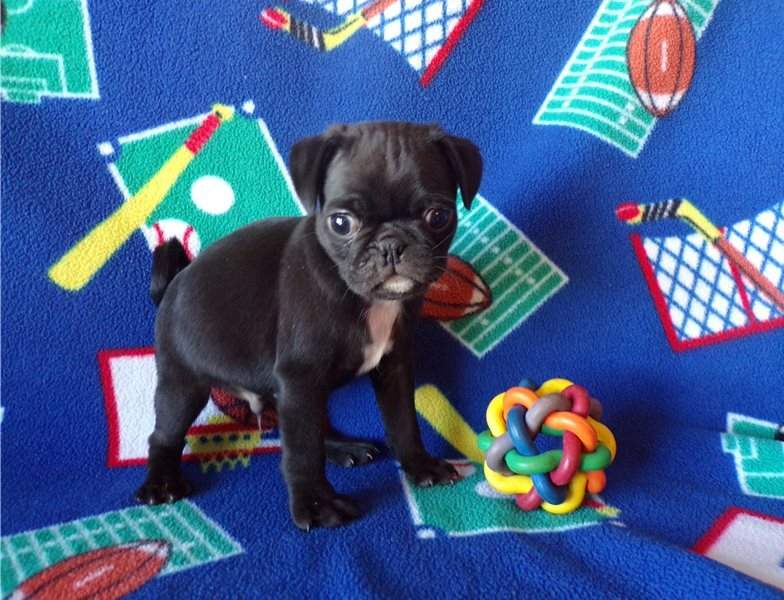 Pug Puppies - 2 - Dogs  on Aster Vender