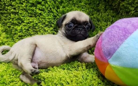 Pug Puppies - 3 - Dogs  on Aster Vender