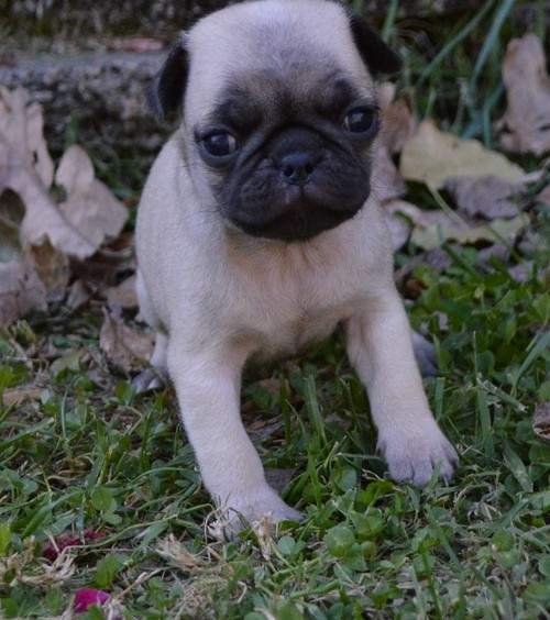 Pug Puppies - 0 - Dogs  on Aster Vender