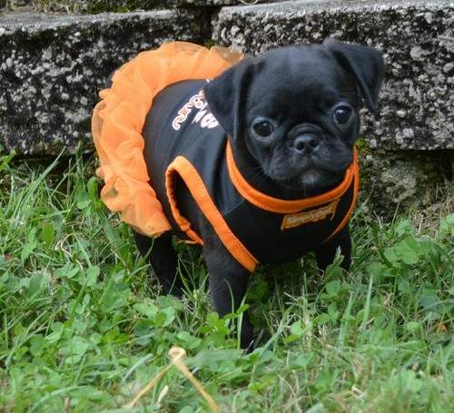 Pug Puppies - 1 - Dogs  on Aster Vender