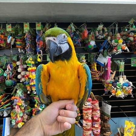  Blue and Gold Macaw - 1 - Birds  on Aster Vender