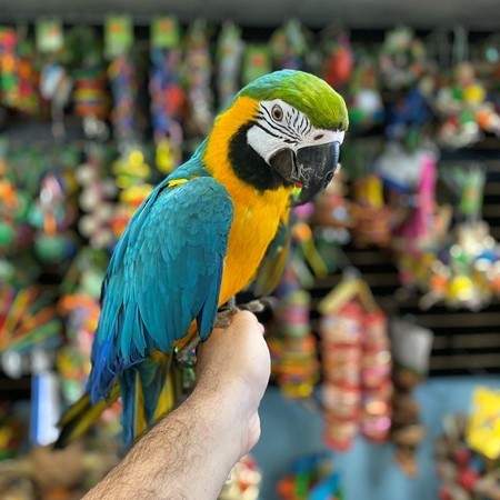  Blue and Gold Macaw - 2 - Birds  on Aster Vender