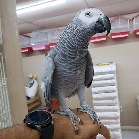 African Grey Congo - 3 - Birds  on Aster Vender