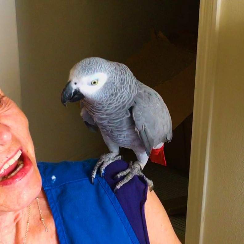 African Grey Congo - 2 - Birds  on Aster Vender