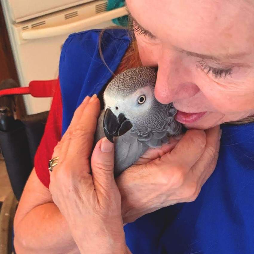 African Grey Congo - 4 - Birds  on Aster Vender