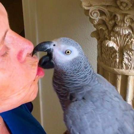 African Grey Congo - 0 - Birds  on Aster Vender