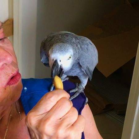 African Grey Congo - 1 - Birds  on Aster Vender
