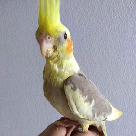 Cockatiel  - 0 - Birds  on Aster Vender